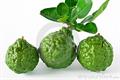kaffir lime 